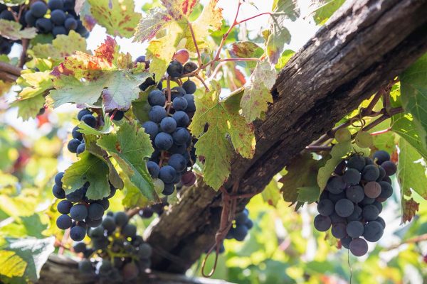Vendemmia in Costa d'Amalfi, vigneto